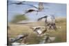 Common Cranes (Grus Grus) Flock Taking Fligh. Agamon Hula. Hula Valley. Israel-Oscar Dominguez-Stretched Canvas