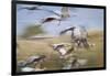 Common Cranes (Grus Grus) Flock Taking Fligh. Agamon Hula. Hula Valley. Israel-Oscar Dominguez-Framed Photographic Print
