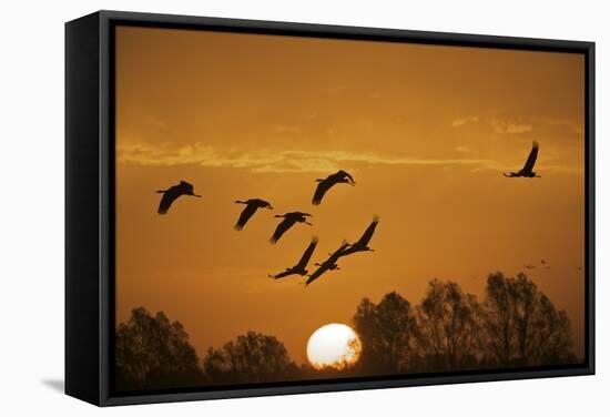 Common Cranes (Grus Grus) in Flight at Sunrise, Brandenburg, Germany, October 2008-Möllers-Framed Stretched Canvas