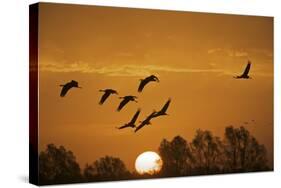 Common Cranes (Grus Grus) in Flight at Sunrise, Brandenburg, Germany, October 2008-Möllers-Stretched Canvas