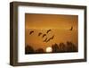 Common Cranes (Grus Grus) in Flight at Sunrise, Brandenburg, Germany, October 2008-Möllers-Framed Photographic Print