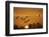 Common Cranes (Grus Grus) in Flight at Sunrise, Brandenburg, Germany, October 2008-Möllers-Framed Photographic Print