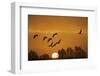 Common Cranes (Grus Grus) in Flight at Sunrise, Brandenburg, Germany, October 2008-Möllers-Framed Photographic Print