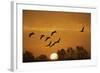 Common Cranes (Grus Grus) in Flight at Sunrise, Brandenburg, Germany, October 2008-Möllers-Framed Photographic Print