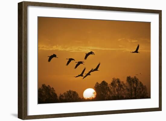 Common Cranes (Grus Grus) in Flight at Sunrise, Brandenburg, Germany, October 2008-Möllers-Framed Photographic Print