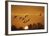 Common Cranes (Grus Grus) in Flight at Sunrise, Brandenburg, Germany, October 2008-Möllers-Framed Photographic Print