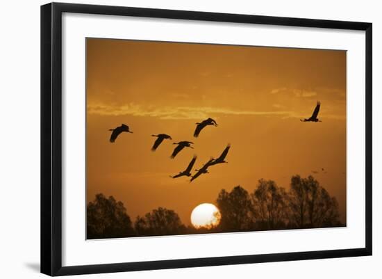 Common Cranes (Grus Grus) in Flight at Sunrise, Brandenburg, Germany, October 2008-Möllers-Framed Photographic Print