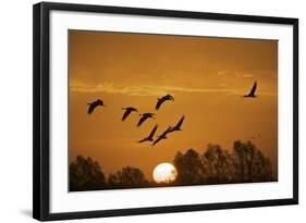 Common Cranes (Grus Grus) in Flight at Sunrise, Brandenburg, Germany, October 2008-Möllers-Framed Photographic Print