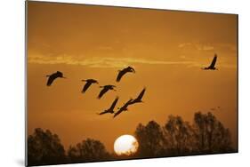 Common Cranes (Grus Grus) in Flight at Sunrise, Brandenburg, Germany, October 2008-Möllers-Mounted Photographic Print