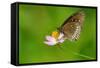 Common Crow Butterfly-Fabio Lotti-Framed Stretched Canvas