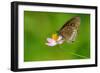 Common Crow Butterfly-Fabio Lotti-Framed Photographic Print