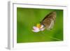 Common Crow Butterfly-Fabio Lotti-Framed Photographic Print