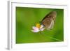 Common Crow Butterfly-Fabio Lotti-Framed Photographic Print