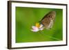 Common Crow Butterfly-Fabio Lotti-Framed Photographic Print