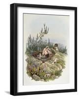 Common Cuckoo (1804-1881)-John Gould-Framed Giclee Print