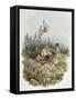 Common Cuckoo (1804-1881)-John Gould-Framed Stretched Canvas