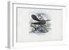 Common Cuckoo, 1863-79-Raimundo Petraroja-Framed Giclee Print