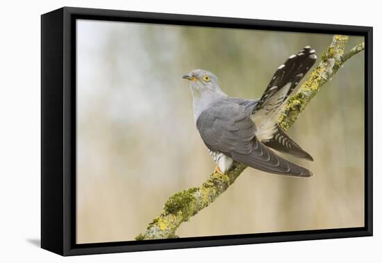 Common Cuckoo Adult Male Display-null-Framed Stretched Canvas