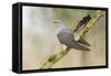 Common Cuckoo Adult Male Display-null-Framed Stretched Canvas