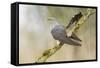 Common Cuckoo Adult Male Display-null-Framed Stretched Canvas