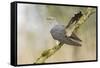 Common Cuckoo Adult Male Display-null-Framed Stretched Canvas