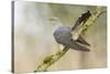 Common Cuckoo Adult Male Display-null-Stretched Canvas