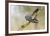 Common Cuckoo Adult Male Display-null-Framed Photographic Print