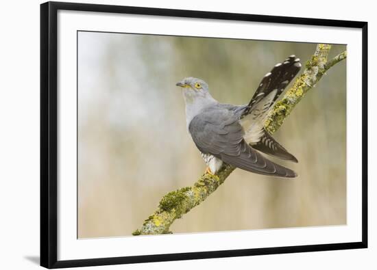 Common Cuckoo Adult Male Display-null-Framed Photographic Print