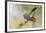 Common Cuckoo Adult Male Display-null-Framed Photographic Print