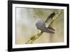 Common Cuckoo Adult Male Display-null-Framed Photographic Print