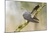 Common Cuckoo Adult Male Display-null-Mounted Photographic Print