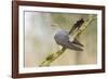 Common Cuckoo Adult Male Display-null-Framed Photographic Print