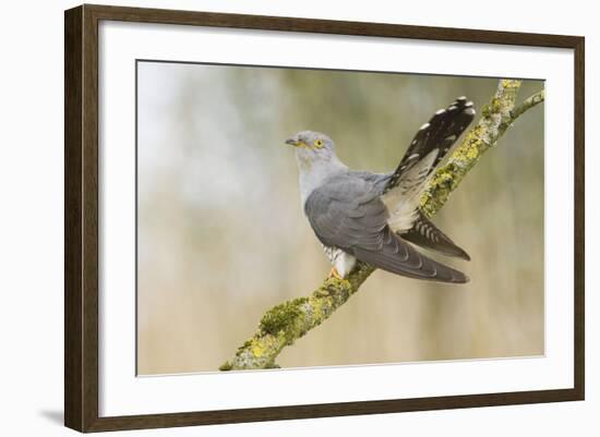 Common Cuckoo Adult Male Display-null-Framed Photographic Print