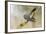 Common Cuckoo Adult Male Display-null-Framed Photographic Print