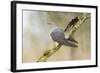 Common Cuckoo Adult Male Display-null-Framed Photographic Print