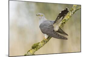 Common Cuckoo Adult Male Display-null-Mounted Photographic Print