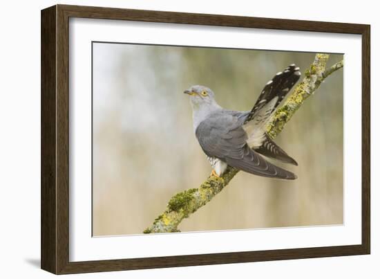 Common Cuckoo Adult Male Display-null-Framed Photographic Print