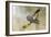 Common Cuckoo Adult Male Display-null-Framed Photographic Print