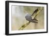 Common Cuckoo Adult Male Display-null-Framed Photographic Print