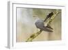 Common Cuckoo Adult Male Display-null-Framed Photographic Print
