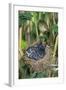 Common Cuckoo-null-Framed Photographic Print