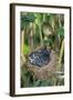 Common Cuckoo-null-Framed Photographic Print