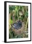 Common Cuckoo-null-Framed Photographic Print