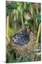 Common Cuckoo-null-Mounted Photographic Print