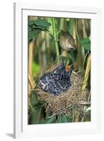 Common Cuckoo-null-Framed Photographic Print