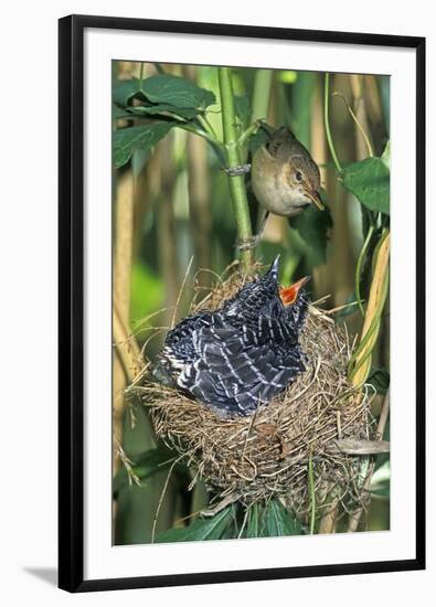 Common Cuckoo-null-Framed Photographic Print