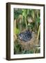 Common Cuckoo-null-Framed Photographic Print