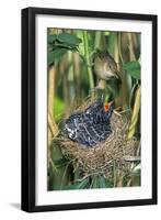 Common Cuckoo-null-Framed Photographic Print