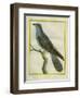 Common Cuckoo-Georges-Louis Buffon-Framed Giclee Print