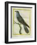 Common Cuckoo-Georges-Louis Buffon-Framed Giclee Print